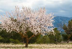 A flowering alomond tree