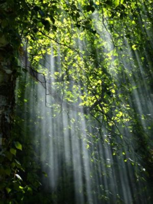Light shining through trees