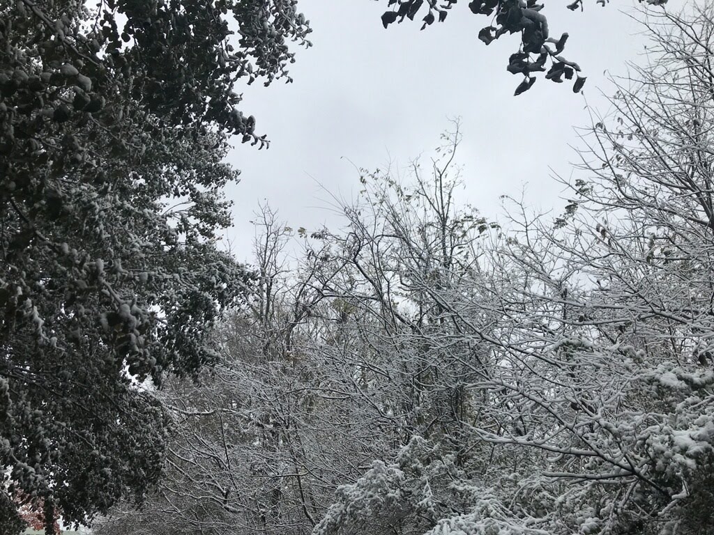 Snow in the trees