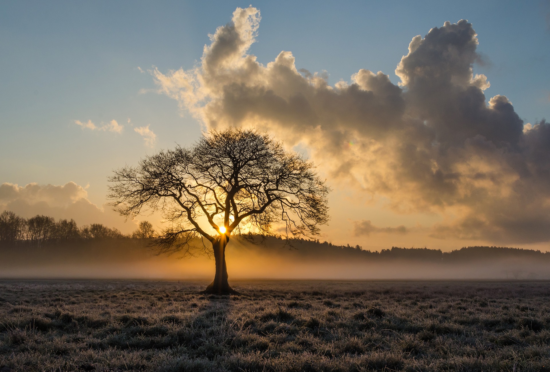 A Lone Oak tree in the sunrise on a fog covered field