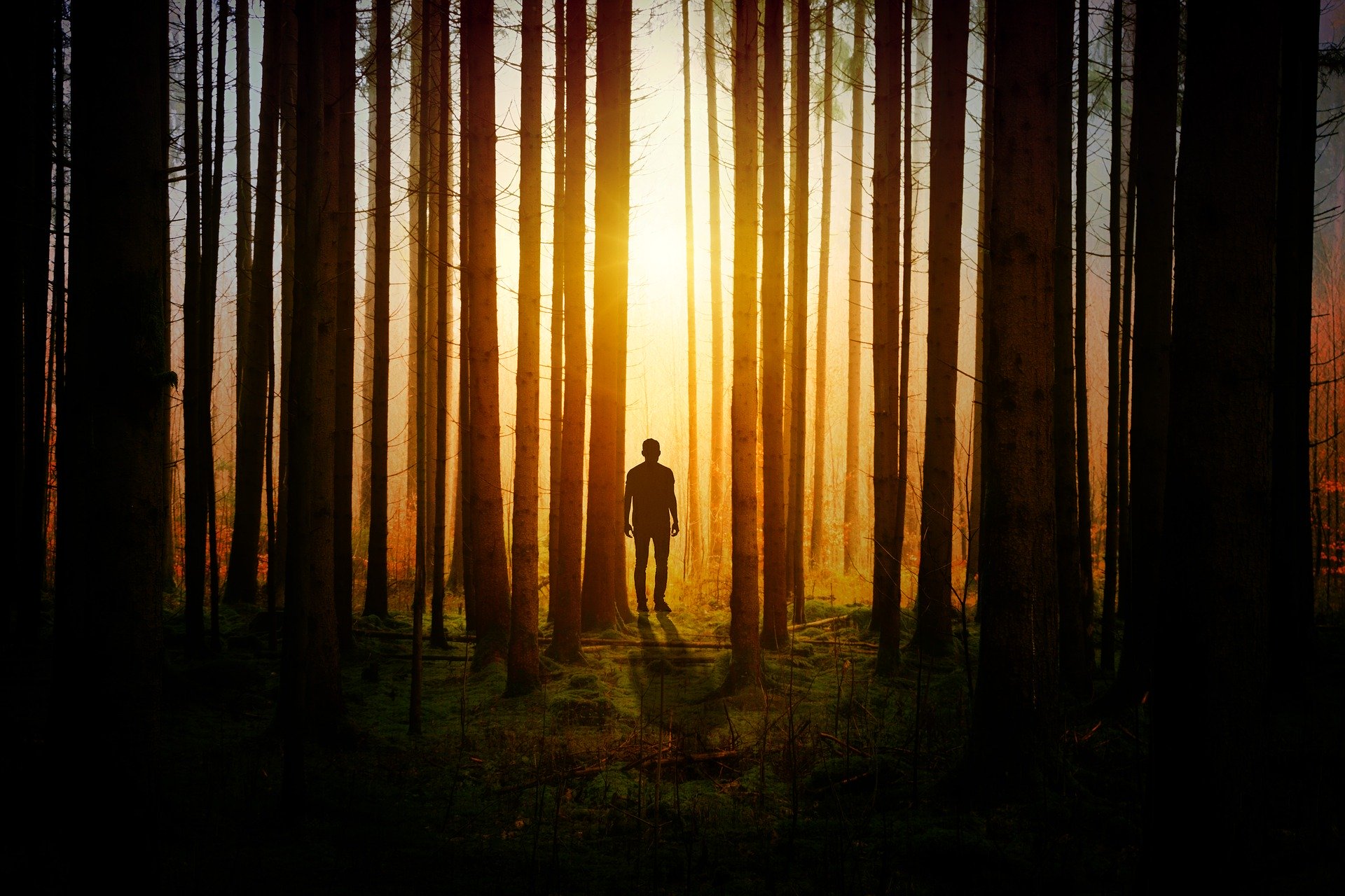 person in the woods looking at the sun
