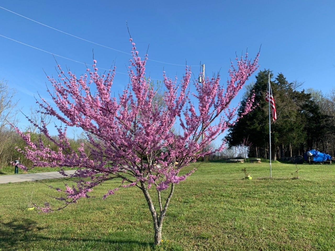 pink flower tree