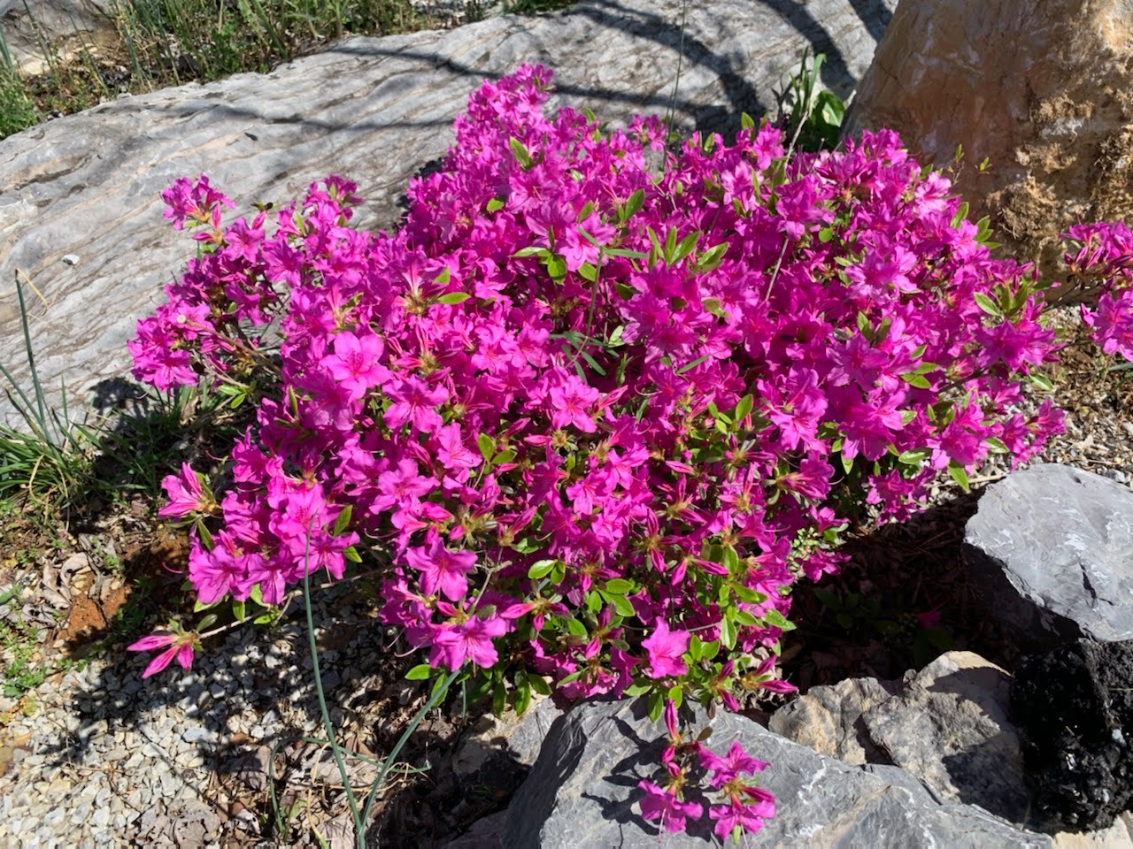 pink flowers with large rock in background