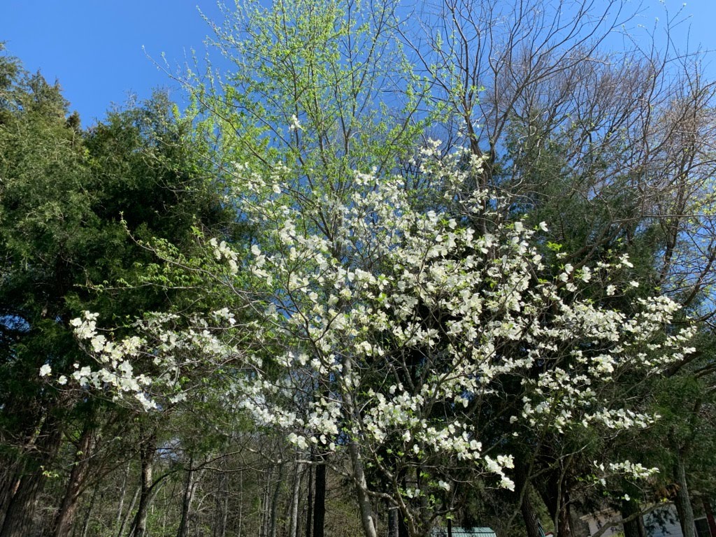 tree with white flowers
